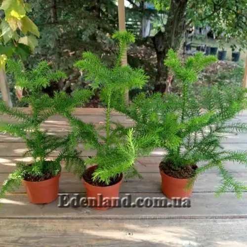 Изображение саженцы в продаже