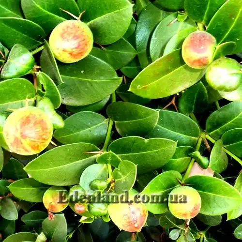 Изображение созревающие плоды