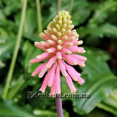 Изображение Вельтгеймия прицветниковая - Veltheimia bracteata 