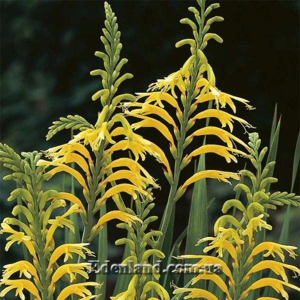 Изображение цветоносы