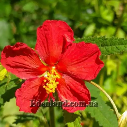 Зображення Павонія місії - Pavonia missionum