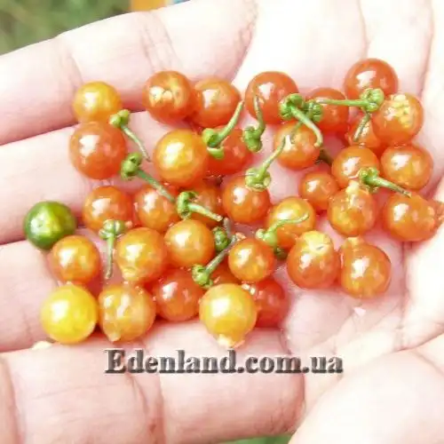 Изображение Паслен черный Отриколи - Solanum nigrum Otricoli