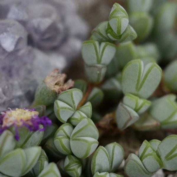 Зображення Браунсія Максиміліана - Braunsia maximiliani