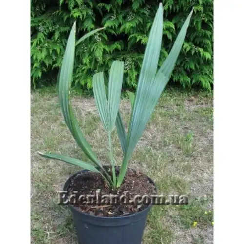 Зображення Сабаль малий - Sabal minor