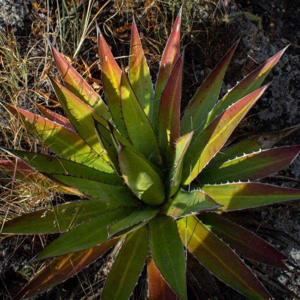 Изображение Агава долинная 'Магия Митлы'   - Agave convallis 'Mitla Magic'