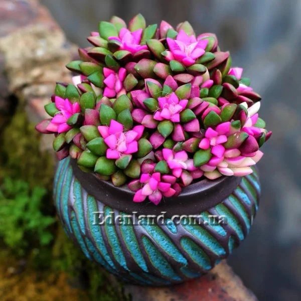 Изображение Анакампсерос краснеющий Санрайз  - Anacampseros rufescens cv 'Sunrise'