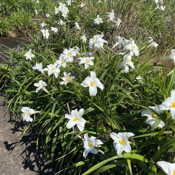 Зображення Велозія трубчаста - Vellozia tubiflora