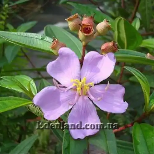 Изображение Меластома малабарская - Melastoma malabathricum