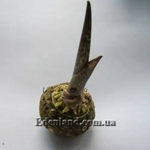 Изображение начало роста