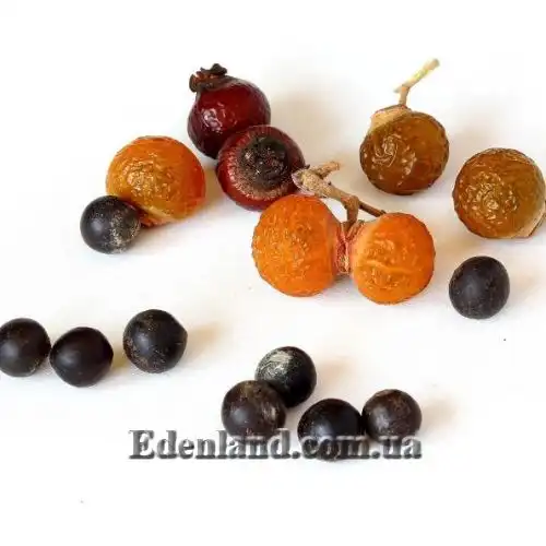 Изображение Сапиндус мыльный - Sapindus saponaria