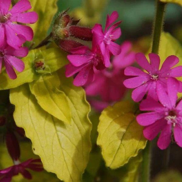 Смолка (Сілена) дводомна - Silene dioica