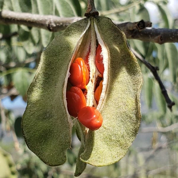 Изображение Моркиллия мексиканская  - Morkillia mexicana