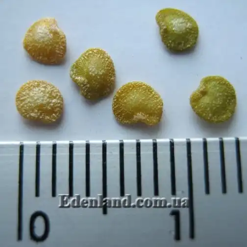 Изображение семена