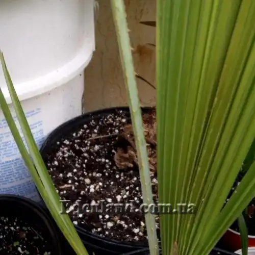 Зображення колючки на черенці