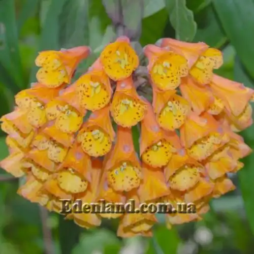 Изображение Бомарея многоцветковая  - Bomarea multiflora