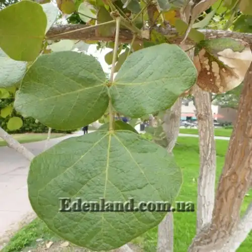 Зображення Еритріна абіссінська - Erythrina abyssinica