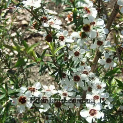 Изображение цветение