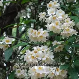 Изображение Ротмания шаровидная - Rothmannia globosa