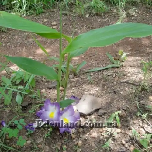 Изображение Афрамомум бело-фиолетовый - Aframomum alboviolaceum