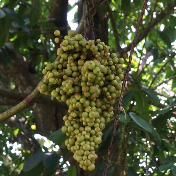 Зображення Ампелоцисус Мартіні - Ampelocissus martini 