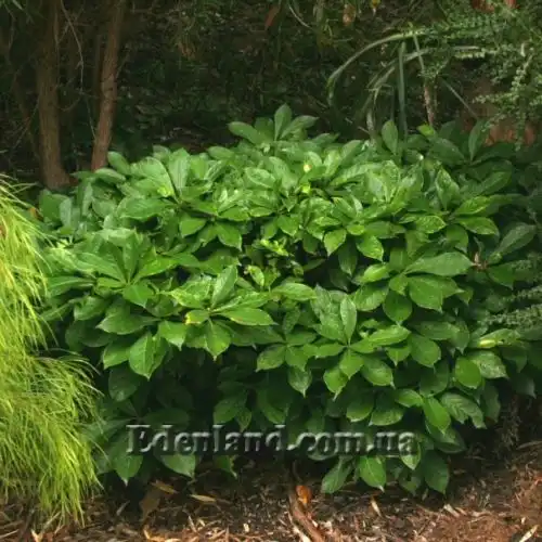 Изображение Гименоспорум желтый - Hymenosporum flavum