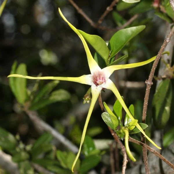 Изображение Строфант желтоватый  - Strophanthus luteolus 