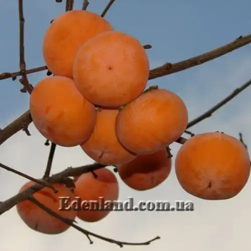 Зображення Хурма Росіянка - Diospyros