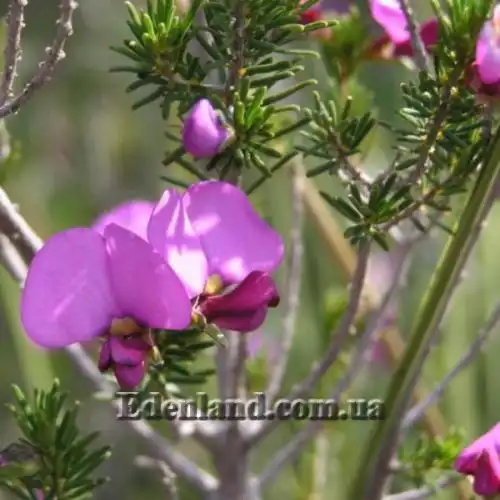 Зображення Гомфолобіум шорсткий - Gompholobium scabrum