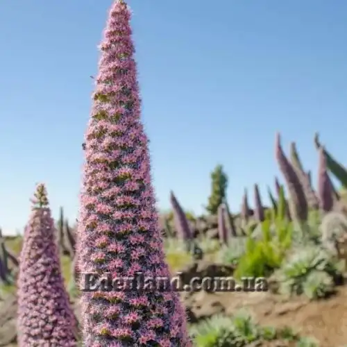Зображення Ехіум Рожевий Фонтан - Echium Pink Fountain