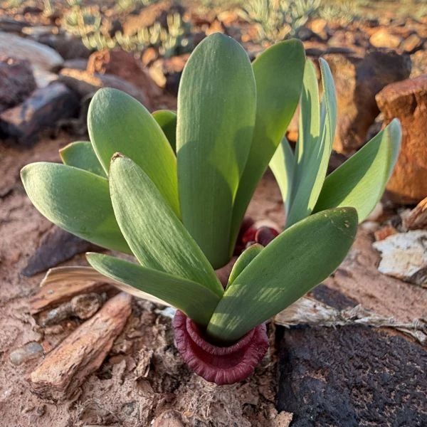 Изображение Струмария усеченная - Strumaria truncata 