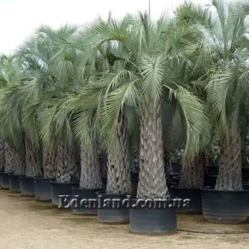 Изображение Бутия Ятай - Butia yatay