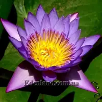 Зображення Німфея (Латаття) Нухалі