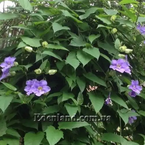 Изображение Тунбергия крупноцветковая - Thunbergia grandiflora