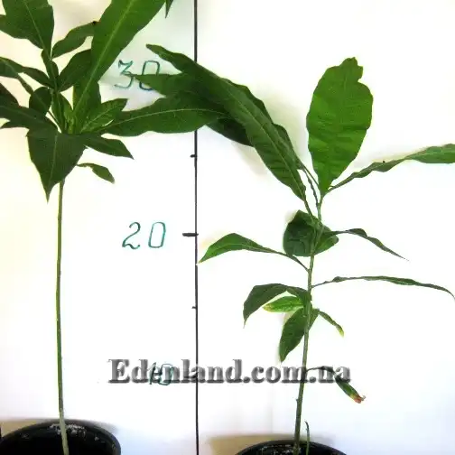 Зображення молодые саженцы