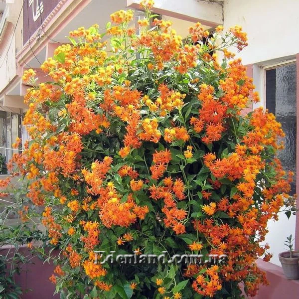 Изображение цветение