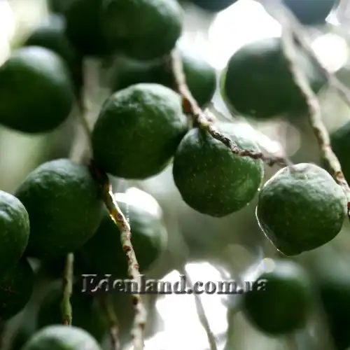 Изображение созревшие плоды