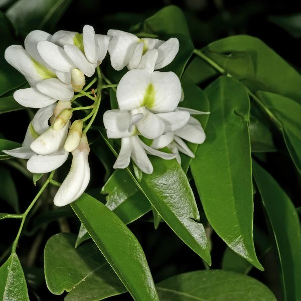 Изображение Крейбия Циммермана   - Craibia zimmermannii