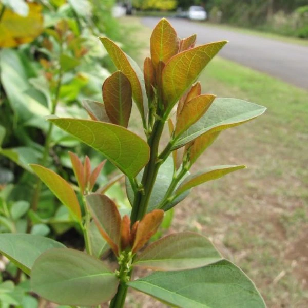 Зображення Флюгея отруйна - Flueggea virosa 