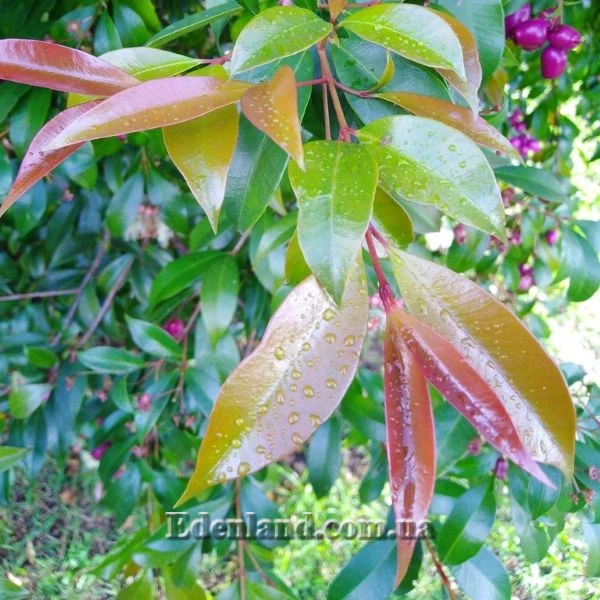 Изображение молодые листья 