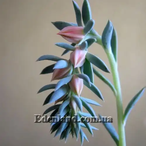 Зображення Ехеверія шавіана х стриктіфлора - Echeveria shaviana х strictiflora