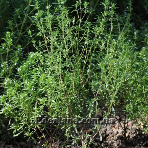 Зображення Сатурея садова - Satureja hortensis