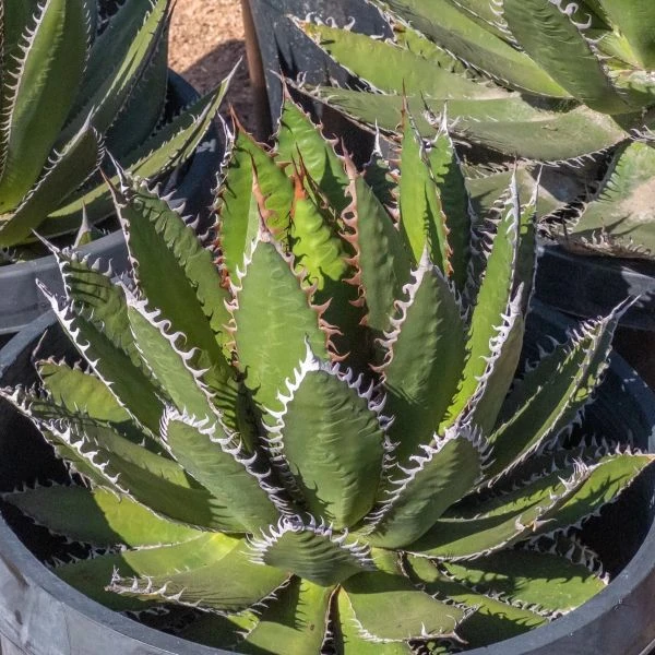 Изображение Агава ужасная 