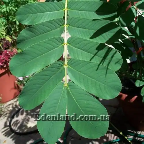 Изображение Сенна крылатая - Senna alata