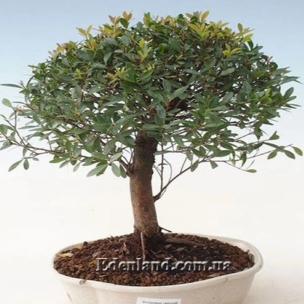 Изображение бонсай