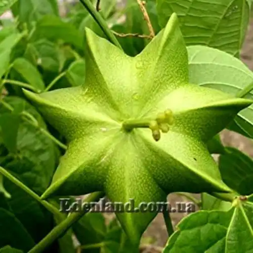 Изображение Плукенетия вьющаяся - Plukenetia volubilis