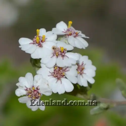 Зображення Еріоцефалус африканський - Eriocephalus africanus