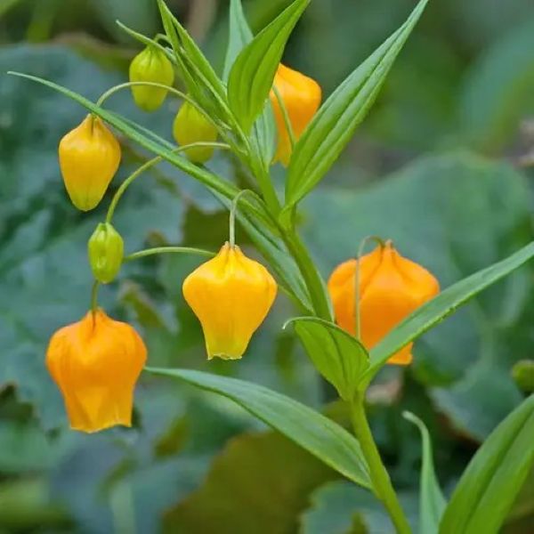 Изображение Сандерсония оранжевая  - Sandersonia aurantiaca