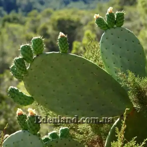 Зображення Опунція індійська  - Opuntia ficus-indica 