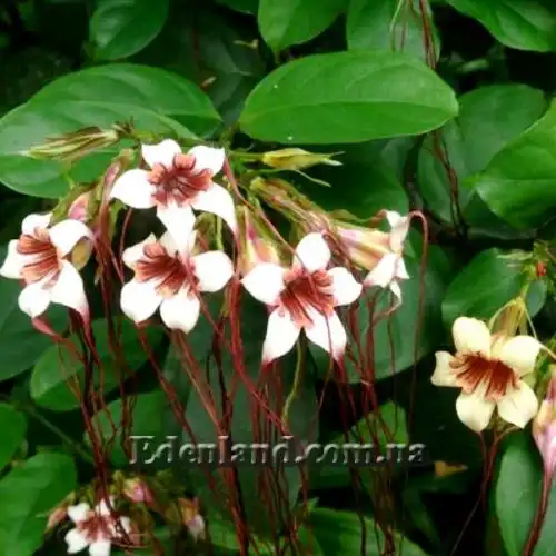 Изображение Строфантус Петерса  - Strophanthus petersianus