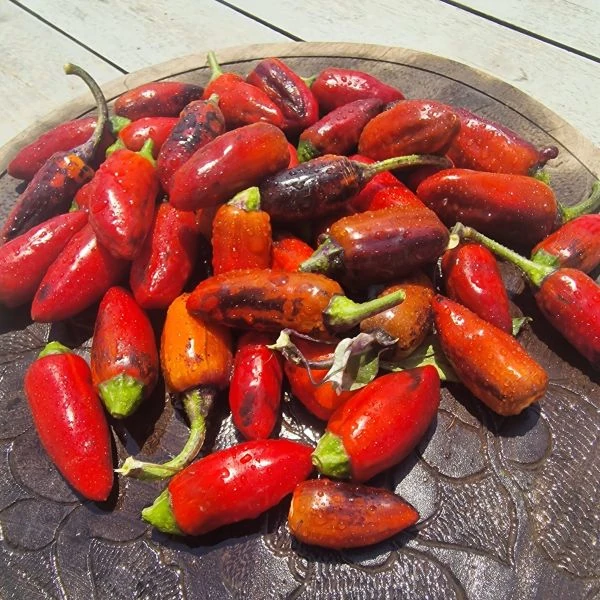 Зображення Перець гострий Халапеньо Тигр - Capsicum annuum ‘Jalapeño Tiger’ 